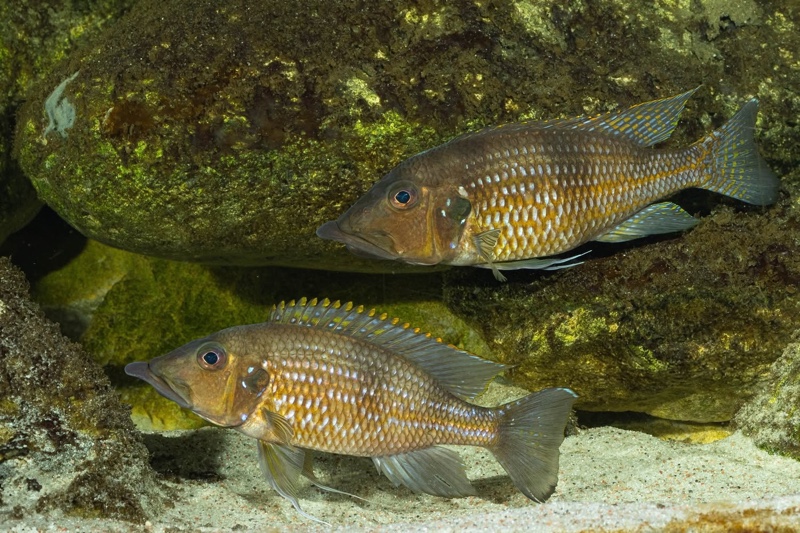 Gnathochromis permaxillaris 'Chituta Bay'